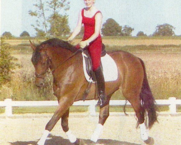 horse Plaisir d'Amour 2 (Hanoverian, 1996, from Prestige Pilot)