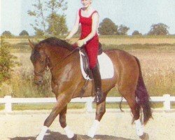 Pferd Plaisir d'Amour 2 (Hannoveraner, 1996, von Prestige Pilot)