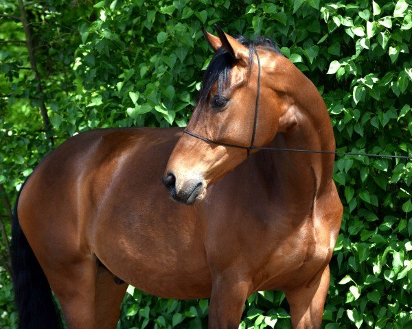 dressage horse Valendero 4 (German Sport Horse, 2019, from Valverde NRW)