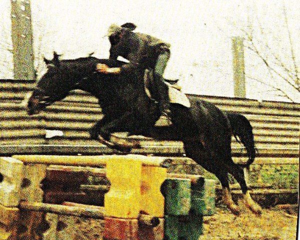 horse Corwetta (Trakehner, 1994, from Timber)