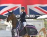 jumper Ascadina Pp Z (Zangersheide riding horse, 2016, from Asca Z)