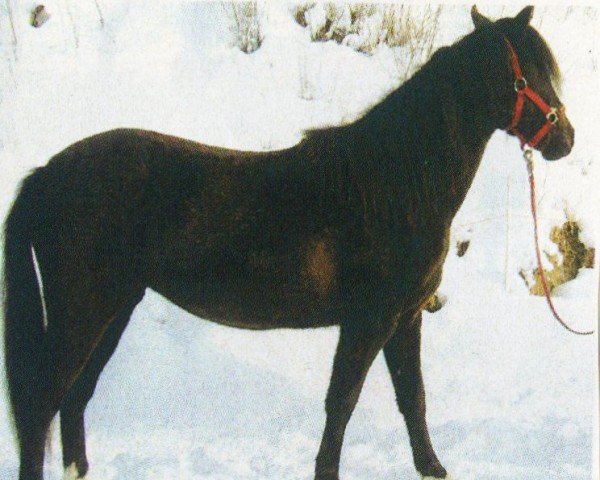 dressage horse Mia Luna 2 (German Riding Pony, 2003, from Loriot)