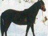 Dressurpferd Mia Luna 2 (Deutsches Reitpony, 2003, von Loriot)