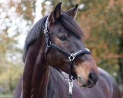 jumper Hey Harley T (Hanoverian, 2017, from VDL Harley)