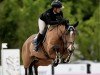jumper Deloughtane Matoaka (Irish Sport Horse, 2014, from Tolan R)