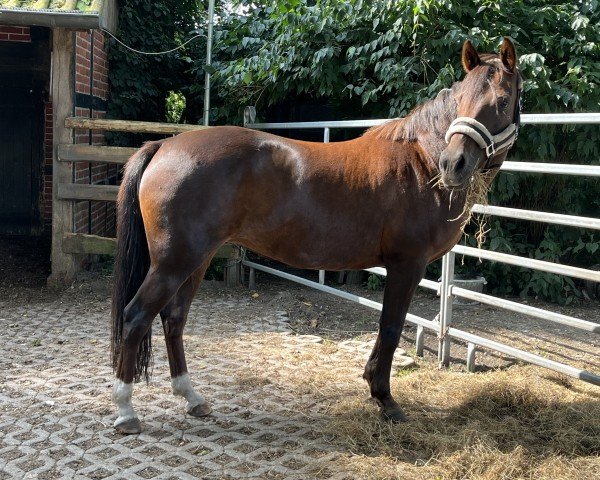 broodmare Rubina AC (German Riding Pony, 2005, from Oosteinds Ricky)