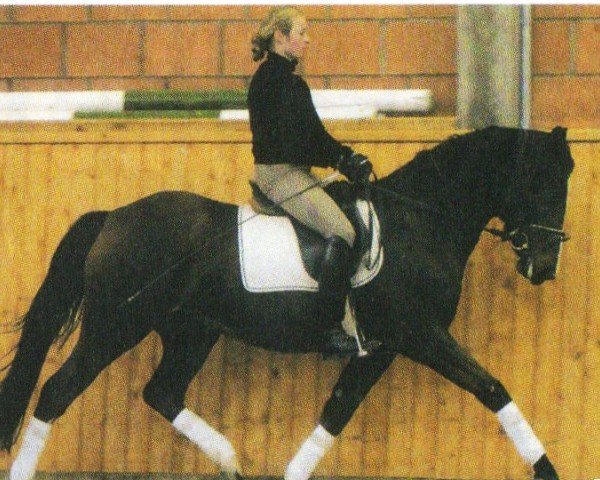 horse Caramba (German Riding Pony, 2000, from FS Cocky Dundee)
