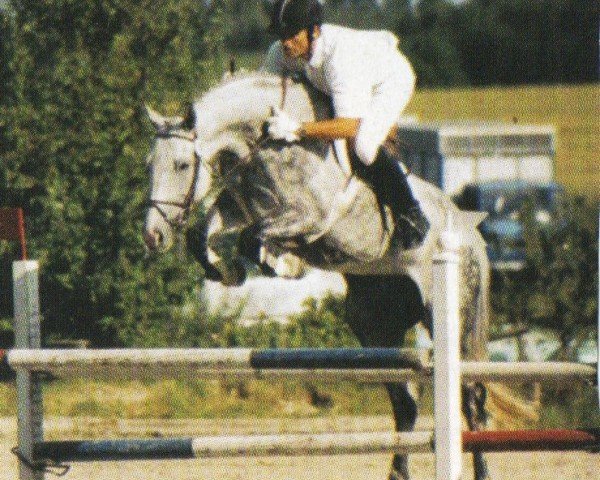 horse Cascaya H (Württemberger, 1995, from Come Back I)