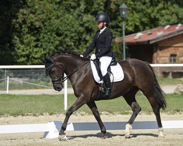 jumper Cute Sensation (Austrian Reitpony, 2019, from Coer Noble)