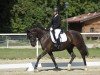 Springpferd Cute Sensation (Österreichisches Reitpony, 2019, von Coer Noble)