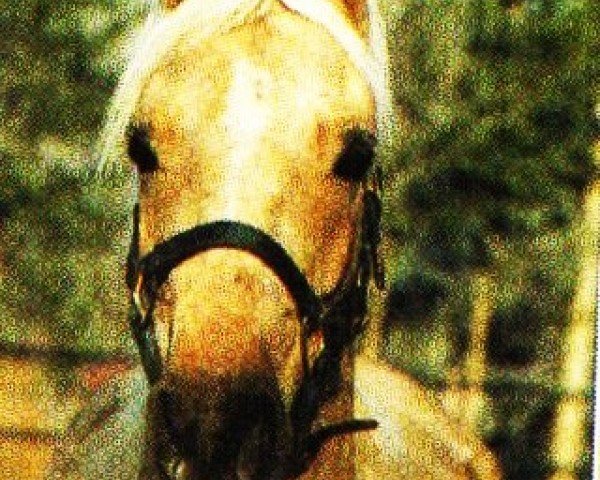 Dressurpferd Coeur du Mont (Deutsches Reitpony, 2000, von Sir Charles)