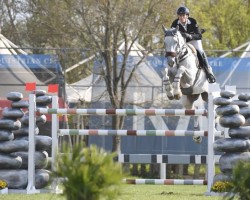 jumper Champ's Son (Holsteiner, 2008, from Cumano)