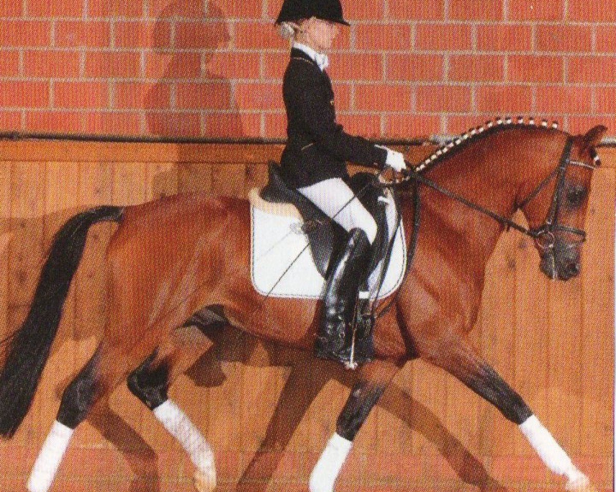 Deckhengst Bonfire (Deutsches Reitpony, 2003, von Batman)