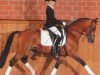 stallion Bonfire (German Riding Pony, 2003, from Batman)