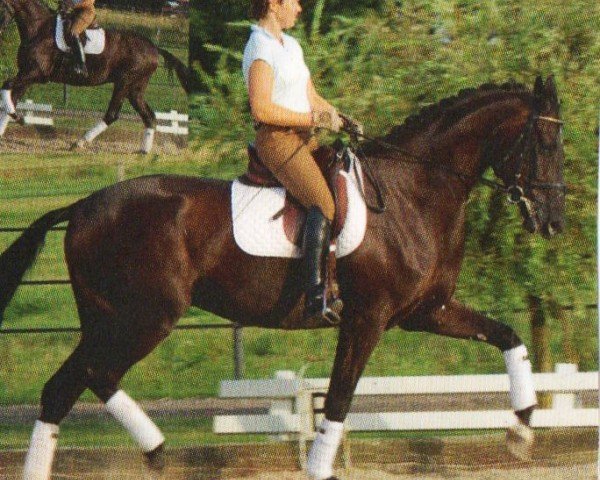 Pferd Smint (Hannoveraner, 2005, von Shalimaro)