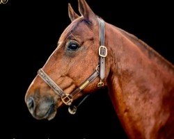 jumper Golden Boy d‘Azur (Selle Français, 2016, from Eldorado de Hus)