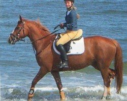 horse Anastasia 165 (Mecklenburg, 2001, from Abrax)
