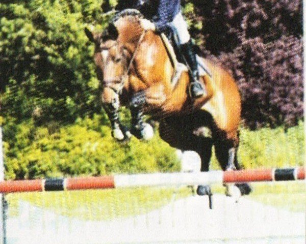 horse Dakota 103 (Trakehner, 1995, from Humanus)