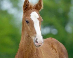 dressage horse Zimtstern 19 (Westphalian, 2021, from Zoom 8)