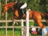 Zuchtstute Gianna 120 (Westfale, 2000, von Giradelli)