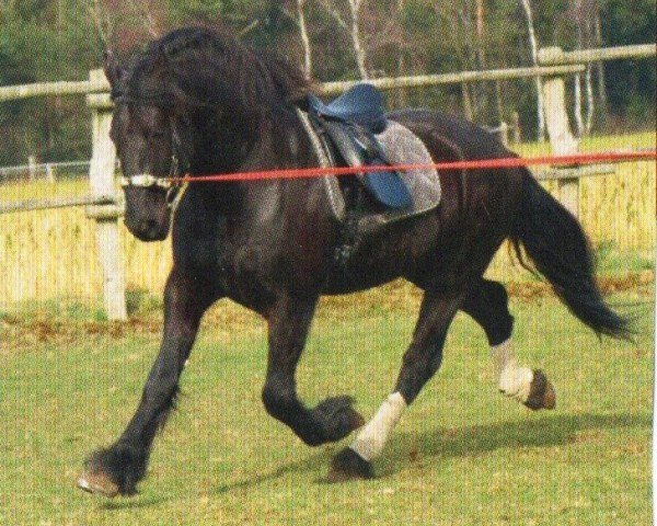 horse Keno 22 (Friese, 2003, from Feitse 293)