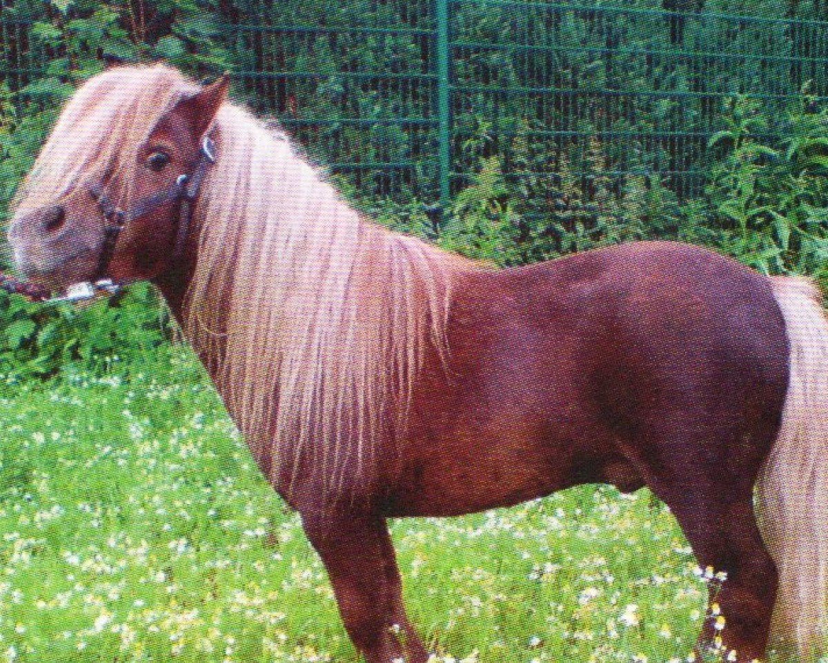 horse Urmel (Shetland pony (under 87 cm), 2000, from Unsinn)