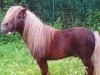 horse Urmel (Shetland pony (under 87 cm), 2000, from Unsinn)