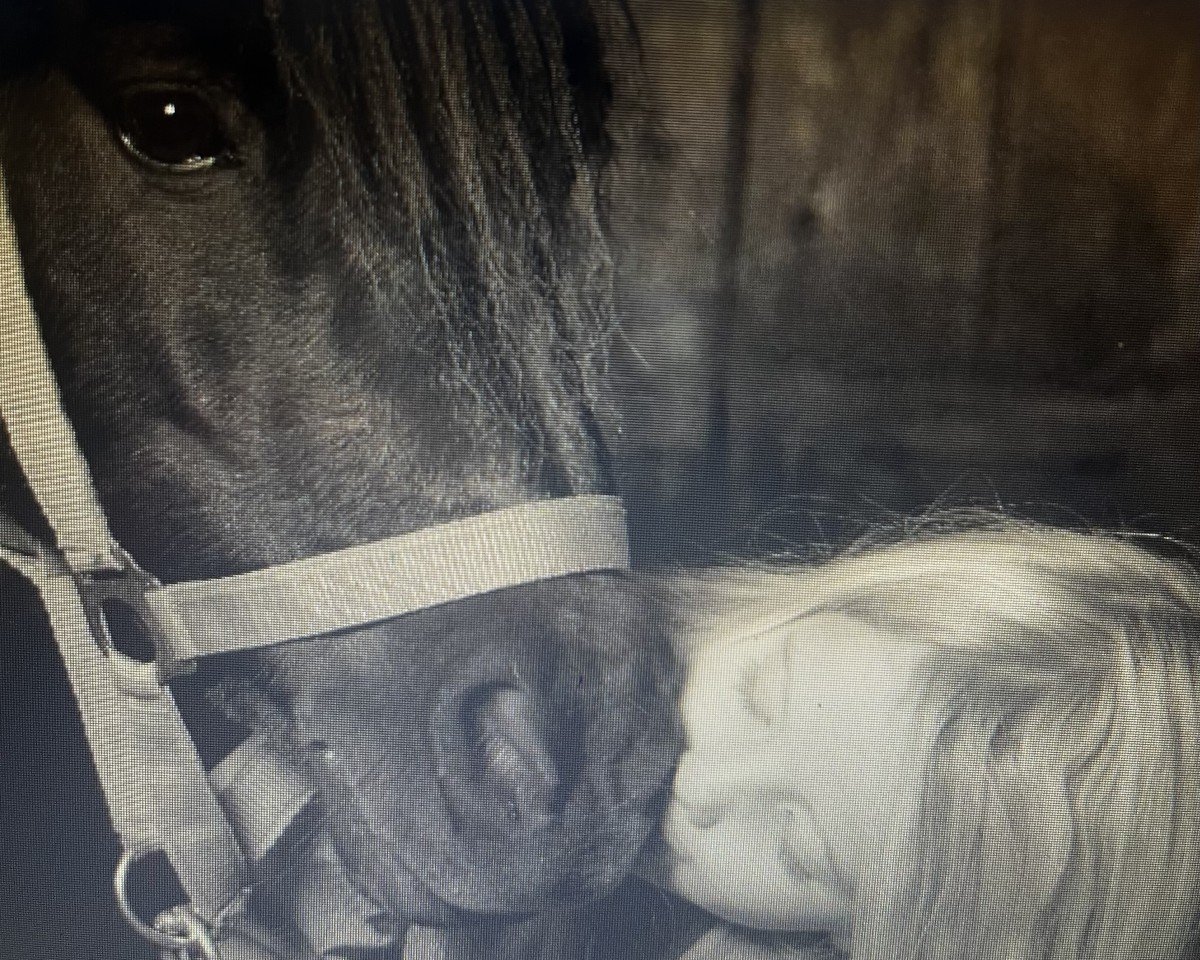 Dressurpferd Lehnsmann´s Daphne (Shetland Pony,  )