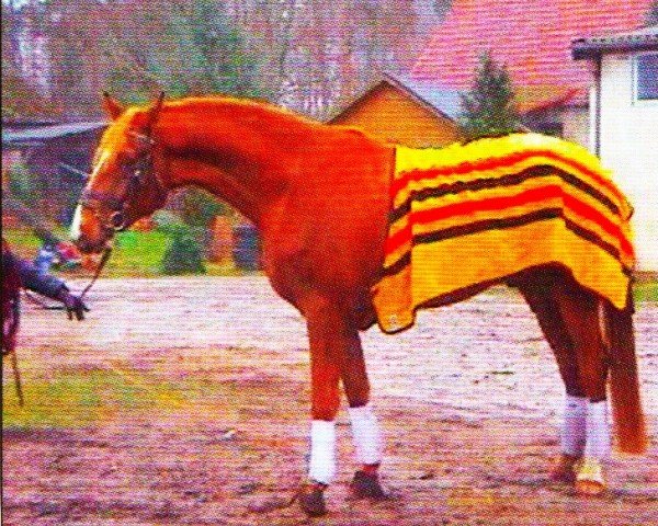 Zuchtstute Samba Dolina S (Deutsches Sportpferd, 2006, von Samba Ole)
