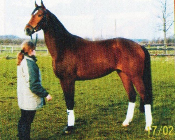 Dressurpferd Mephisto 322 (Trakehner, 2002, von Finley M)