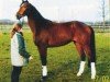 Dressurpferd Mephisto 322 (Trakehner, 2002, von Finley M)