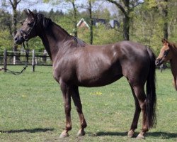 horse Sweetheart (Hannoveraner, 2011, from St. Moritz Junior)