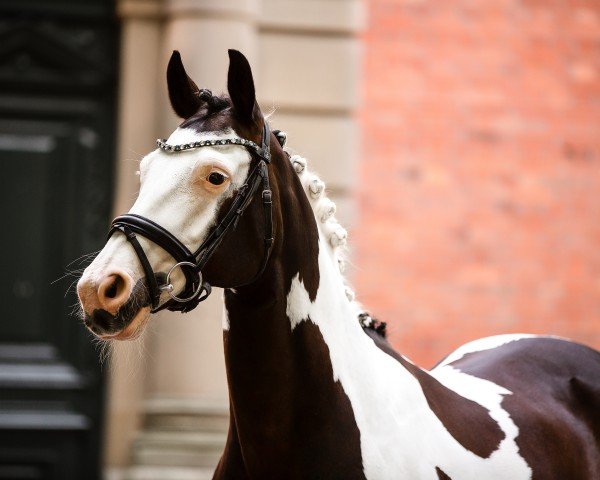 broodmare Tewdwr Abigail (Pinto / Small Riding Horse, 2008, from Proud Rocketti)