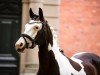 Zuchtstute Tewdwr Abigail (Pinto/Kleines Reitpferd, 2008, von Proud Rocketti)