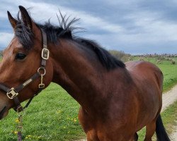 Pferd Darciano Z (Württemberger, 2017, von Diamant de La Lande)