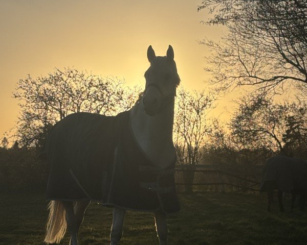 broodmare Rhapsody in Creme von Nüx (Little German Riding Horse, 2021, from Soel'rings Cuvee)