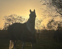 broodmare Rhapsody in Creme von Nüx (Little German Riding Horse, 2021, from Soel'rings Cuvee)