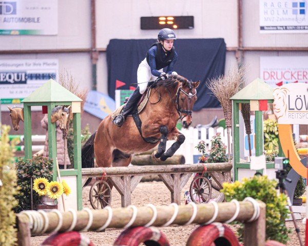 jumper Cookiemeier K (German Riding Pony, 2016, from Kastanienhof Cockney Cracker)
