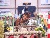 jumper Cookiemeier K (German Riding Pony, 2016, from Kastanienhof Cockney Cracker)