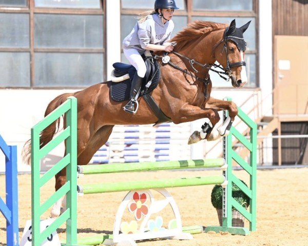 jumper Altana (German Sport Horse, 2017, from Lewinski)
