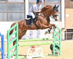jumper Altana (German Sport Horse, 2017, from Lewinski)