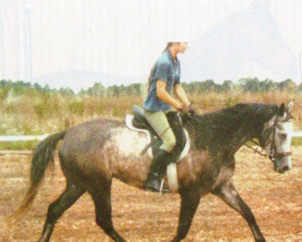 Springpferd Karuso 35 (Trakehner, 2001, von Karo As)