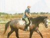 jumper Karuso 35 (Trakehner, 2001, from Karo As)