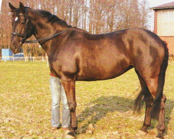 Pferd Raja 79 (Hannoveraner, 1997, von Ramires)