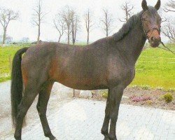 horse Roadstar Rudy (Oldenburg, 2003, from Roadster)