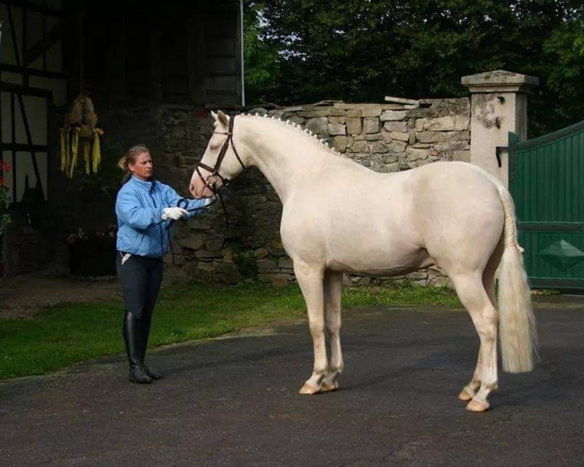 stallion Soel'rings Cuvee (Little German Riding Horse, 2010, from Casino Royale K WE)
