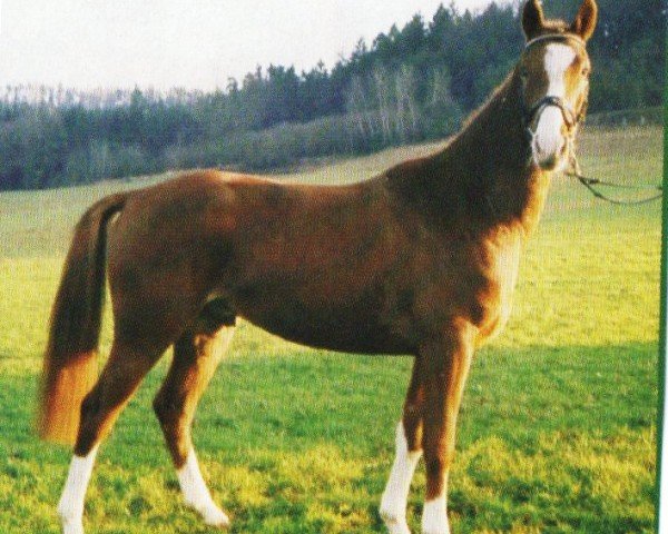 horse Royal Raphael (Württemberger, 1999, from Raphael Son I)