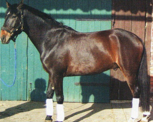 dressage horse Aber Hallo 24 (Hanoverian, 1999, from Akatschi)
