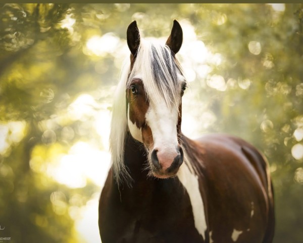 horse Tewdwr Baptiste (Pinto / Small Riding Horse, 2015, from Thor Baffle)