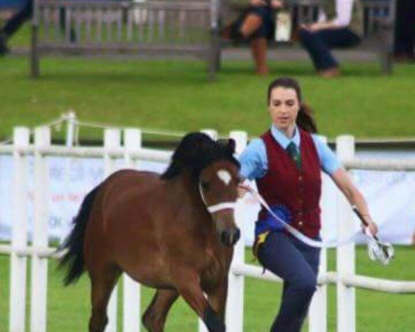 broodmare Gems Diamonds (Welsh-Cob (Sek. C), 2015, from Parvadean Replay)